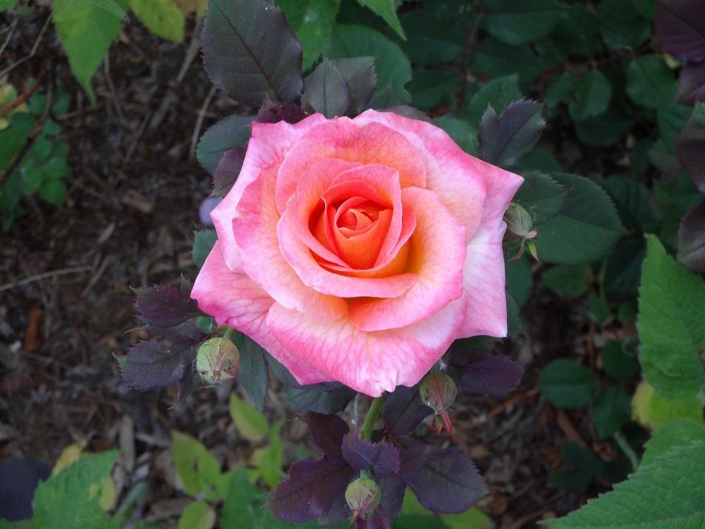 Photo of Rose (Rosa 'Mardi Gras') uploaded by Skiekitty
