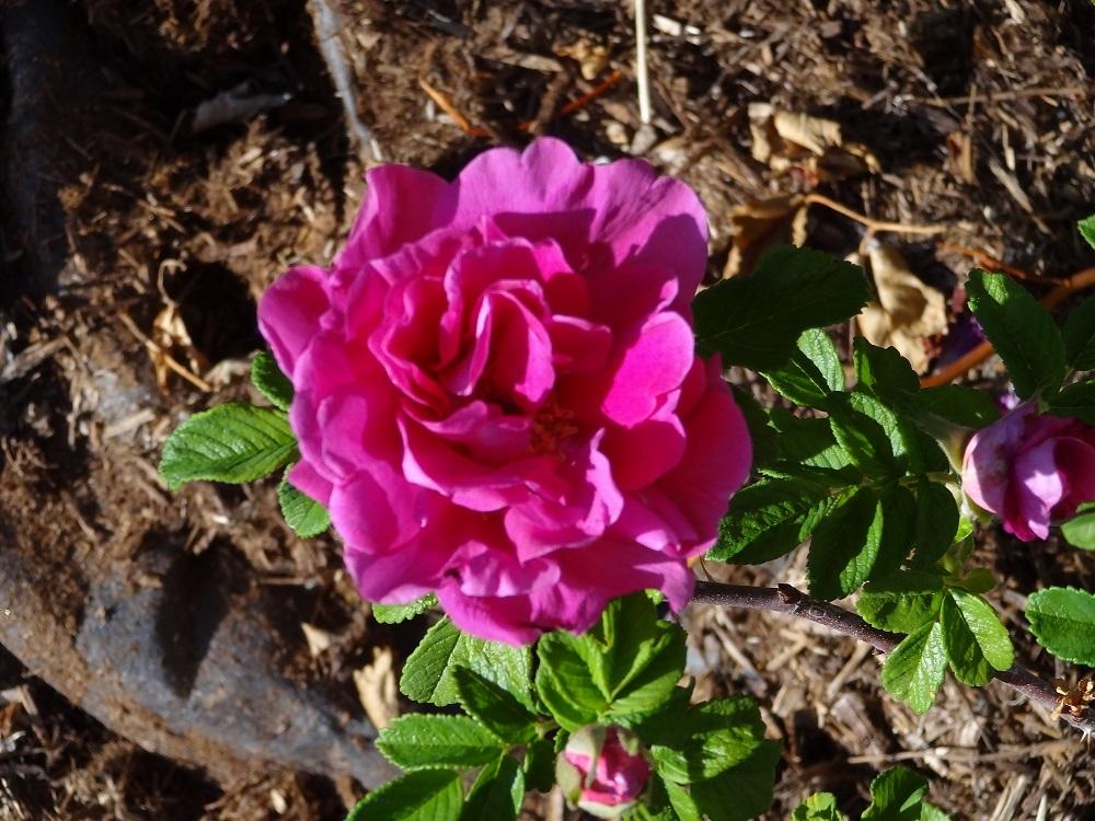 Photo of Rose (Rosa rugosa 'Hansa') uploaded by Skiekitty
