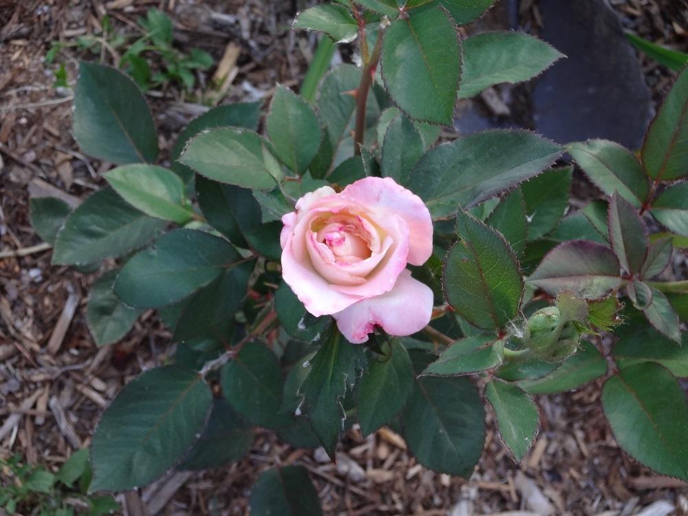 Photo of Rose (Rosa 'Princesse de Monaco') uploaded by Skiekitty
