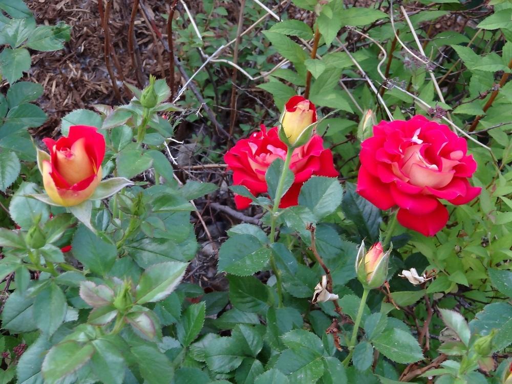 Photo of Floribunda Rose (Rosa 'Ketchup & Mustard') uploaded by Skiekitty