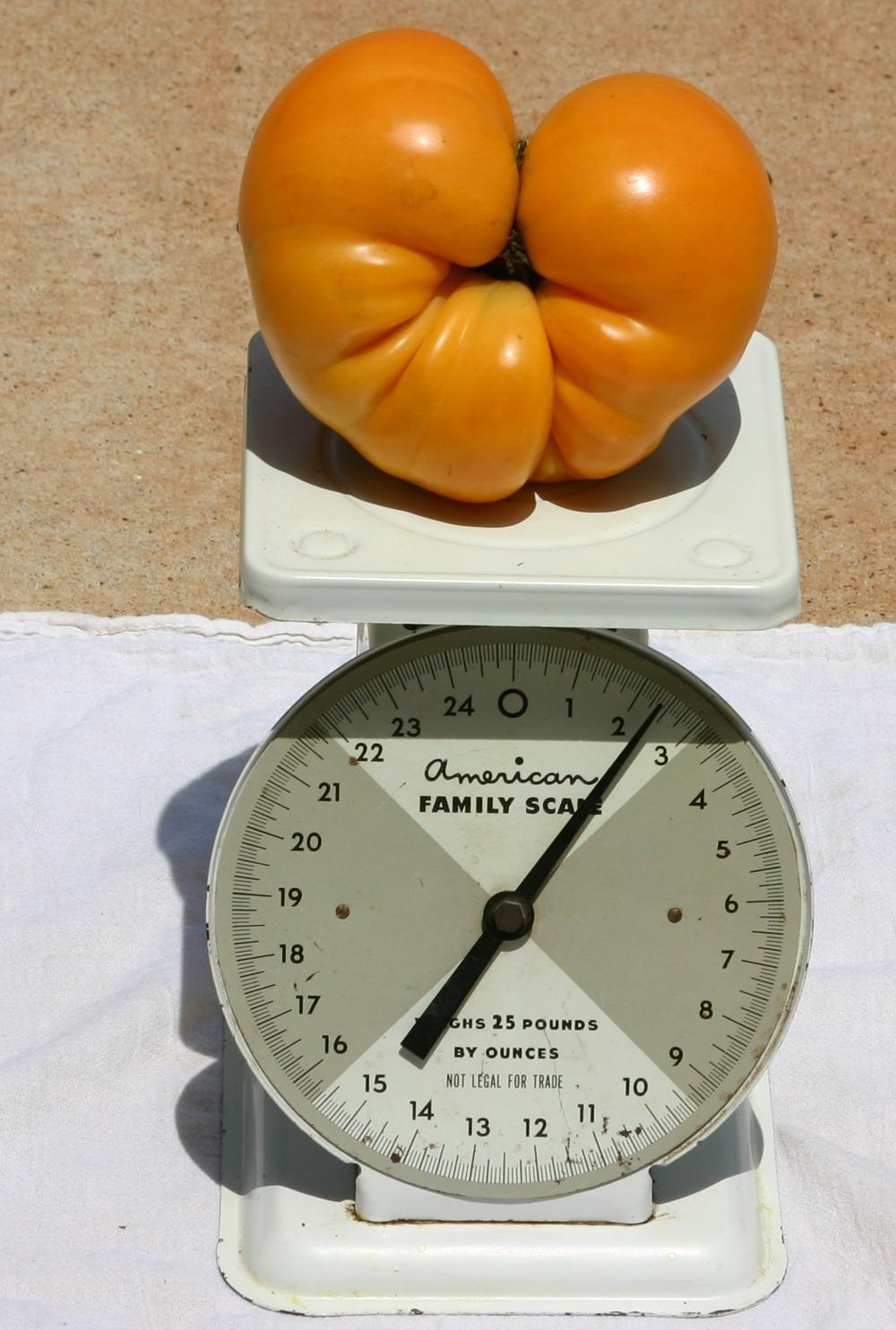 Photo of Tomato (Solanum lycopersicum 'Kellogg's Breakfast') uploaded by dave
