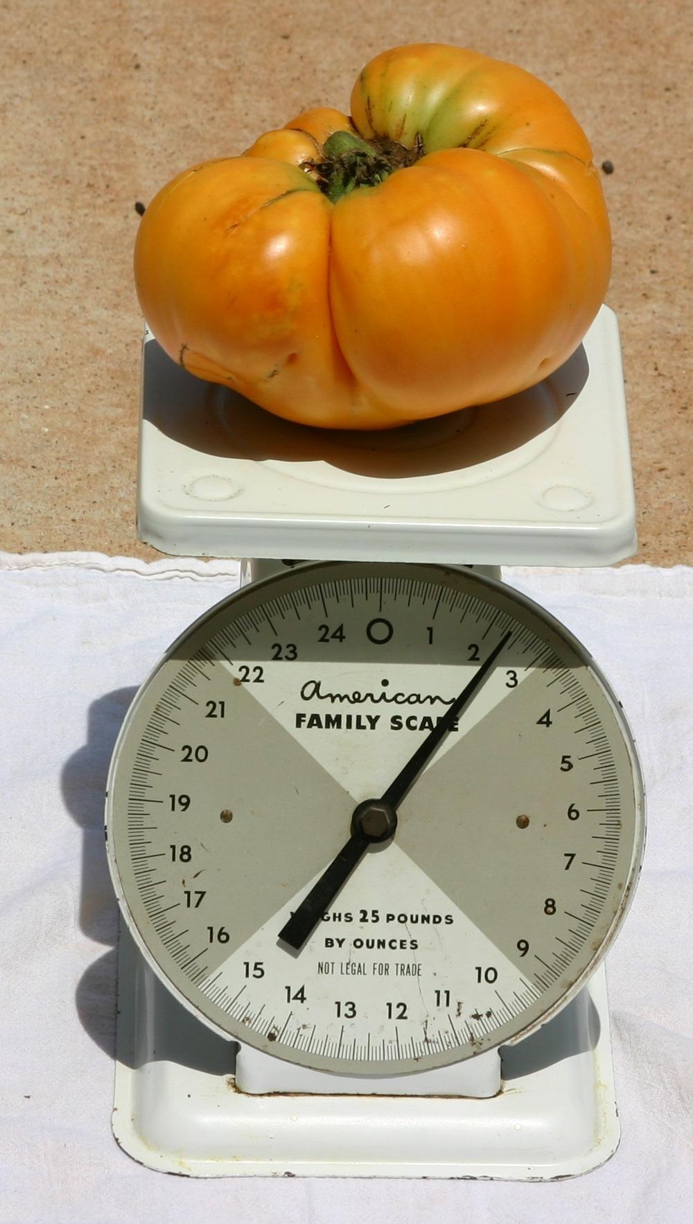 Photo of Tomato (Solanum lycopersicum 'Kellogg's Breakfast') uploaded by dave