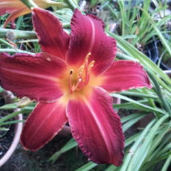 Location: Massachusetts
Date: August 20, 2012
Late Red Daylily, absolutely fell in love with it.  Thanks Bob an