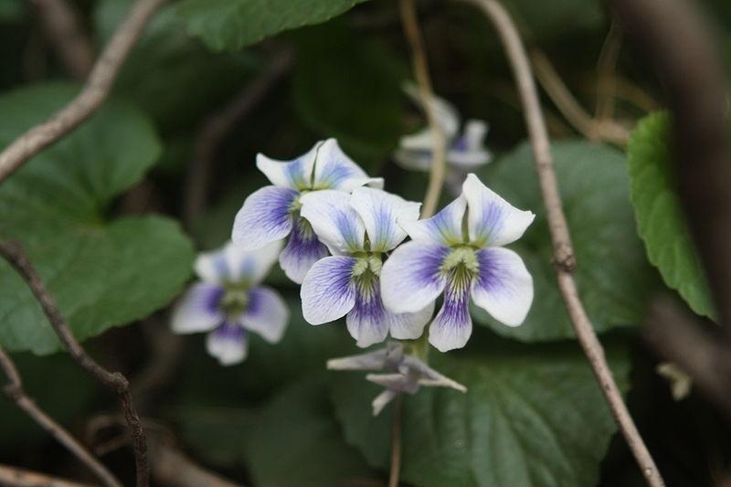 Photo of Common Blue Violet (Viola sororia) uploaded by robertduval14