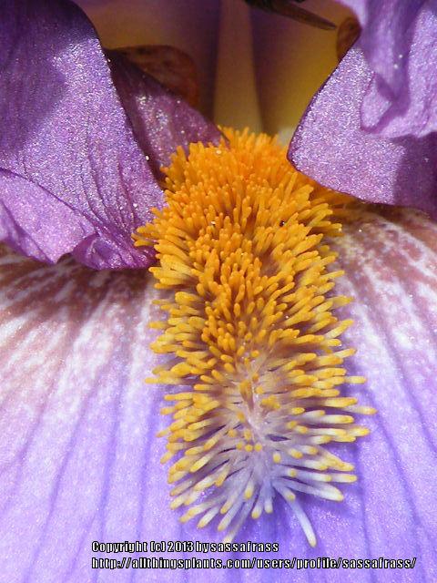 Photo of Tall Bearded Iris (Iris 'Crash Course') uploaded by sassafrass