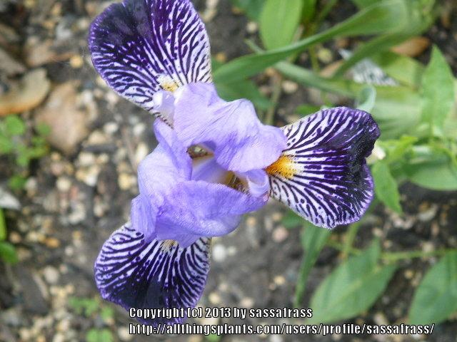 Photo of Miniature Tall Bearded Iris (Iris 'Velvet Skirts') uploaded by sassafrass