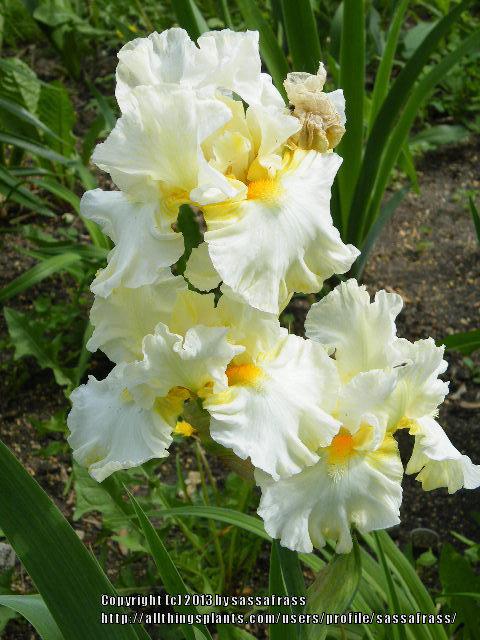 Photo of Border Bearded Iris (Iris 'Princess Bride') uploaded by sassafrass