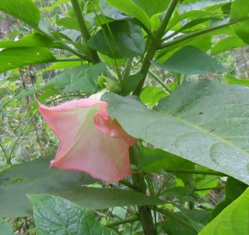 Photo of Angel Trumpet (Brugmansia 'Pink Beauty') uploaded by stone