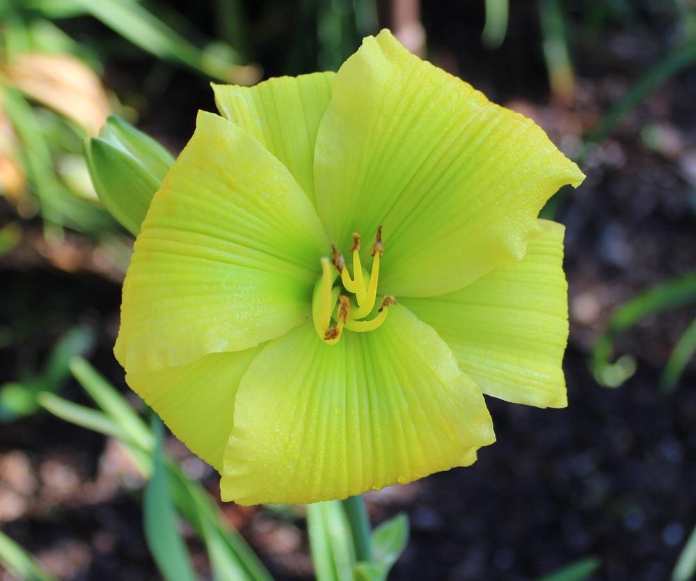 Photo of Daylily (Hemerocallis 'Calypso Green') uploaded by tink3472