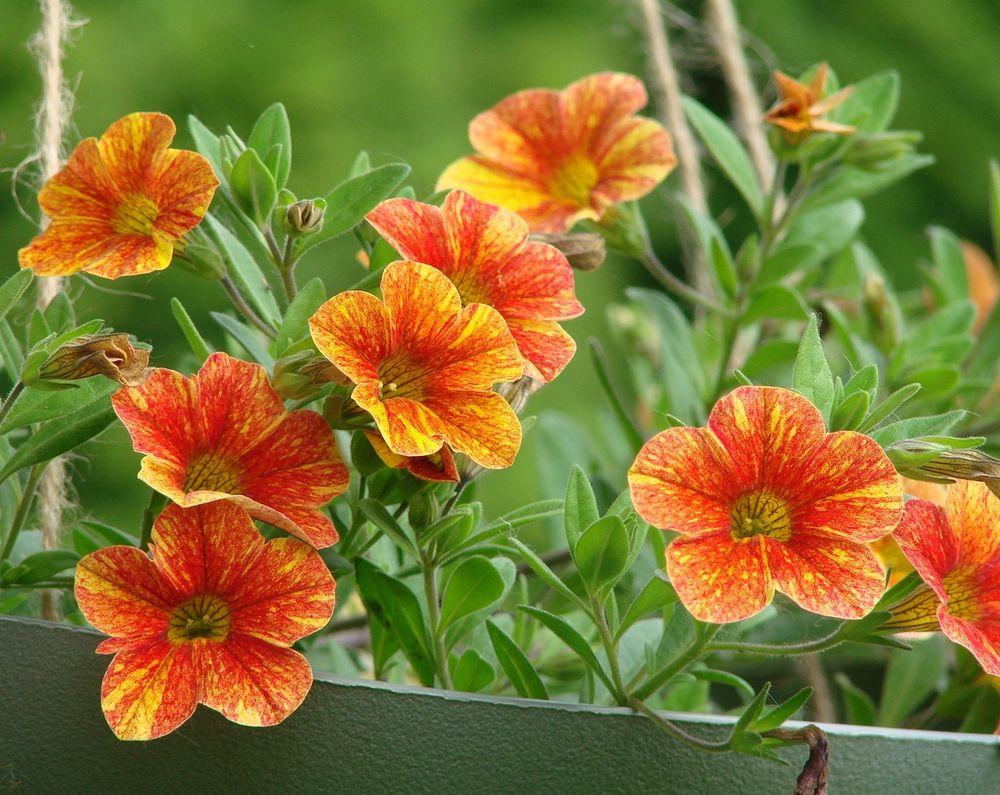 Photo of Million Bells (Calibrachoa Can-Can® Terracotta) uploaded by Joy