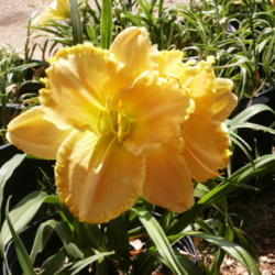 Location: Roby, TX 
Date: June 20, 2012
Daylily Larry Grace