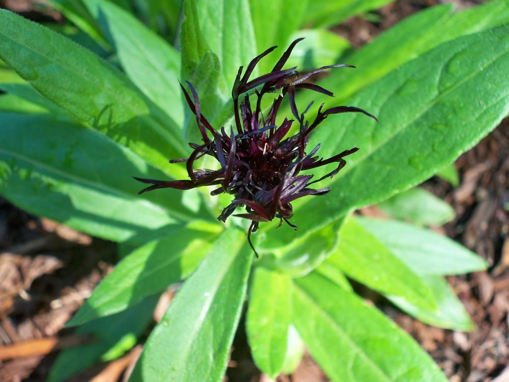 Photo of Mountain Cornflower (Centaurea montana 'Black Sprite') uploaded by NJBob