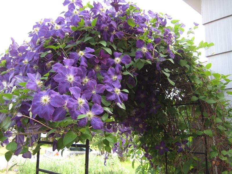 Photo of Clematis 'Jackmanii' uploaded by Natalie