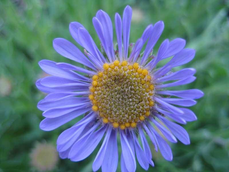 Photo of Alpine Aster (Aster alpinus) uploaded by Natalie