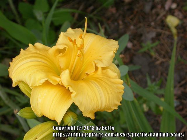 Photo of Daylily (Hemerocallis 'Carolyn Criswell') uploaded by daylilydreams