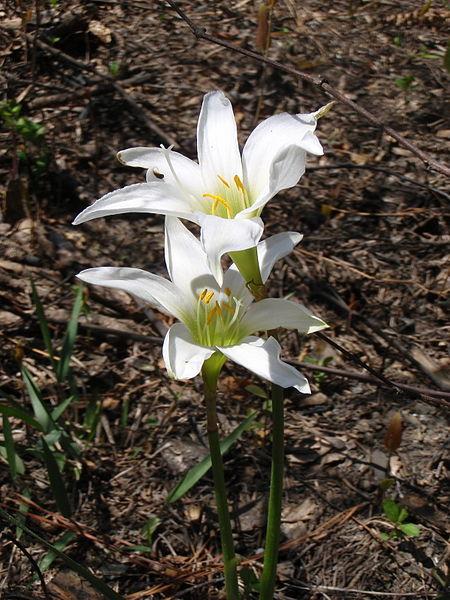 Photo of Rain Lily (Zephyranthes treatiae) uploaded by robertduval14
