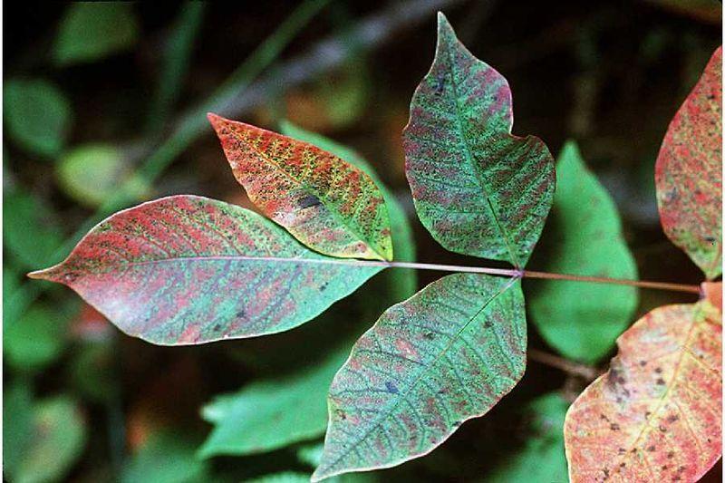 Photo of Poison Sumac (Toxicodendron vernix) uploaded by robertduval14