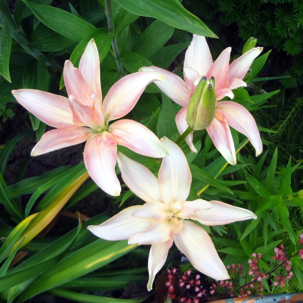 Photo of Lily (Lilium 'Elodie') uploaded by stilldew