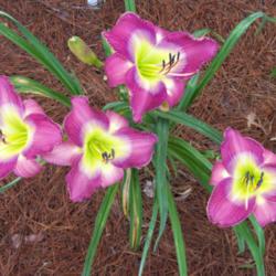 Location: My garden in northeast Texas
Date: 2013-06-21
Very striking colors on this daylily, the camera doesn't really d