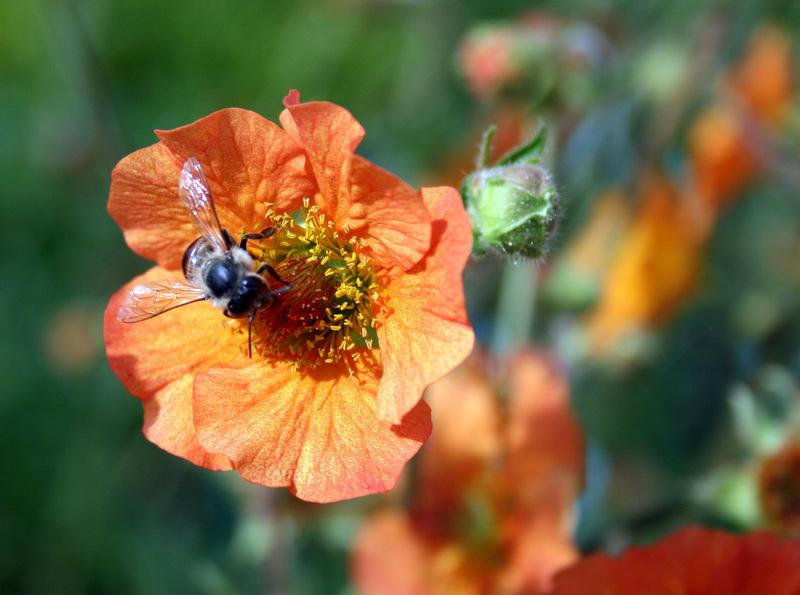 Photo of Avens (Geum 'Totally Tangerine') uploaded by Calif_Sue