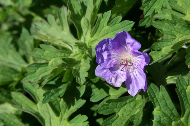 Photo of Geranium Rozanne® uploaded by Calif_Sue