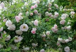 Thumb of 2013-06-22/Cottage_Rose/3ce192