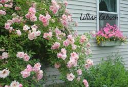 Thumb of 2013-06-22/Cottage_Rose/602892