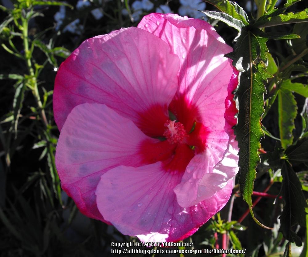 Photo of Hybrid Hardy Hibiscus (Hibiscus 'Turn of the Century') uploaded by OldGardener