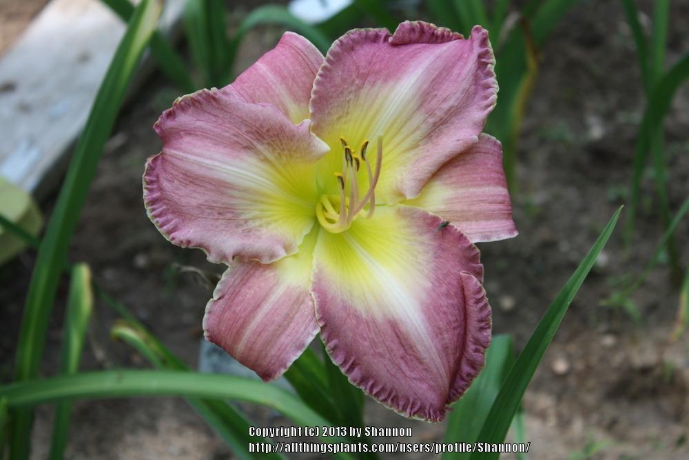 Photo of Daylily (Hemerocallis 'Mountains Bow Down') uploaded by Shannon