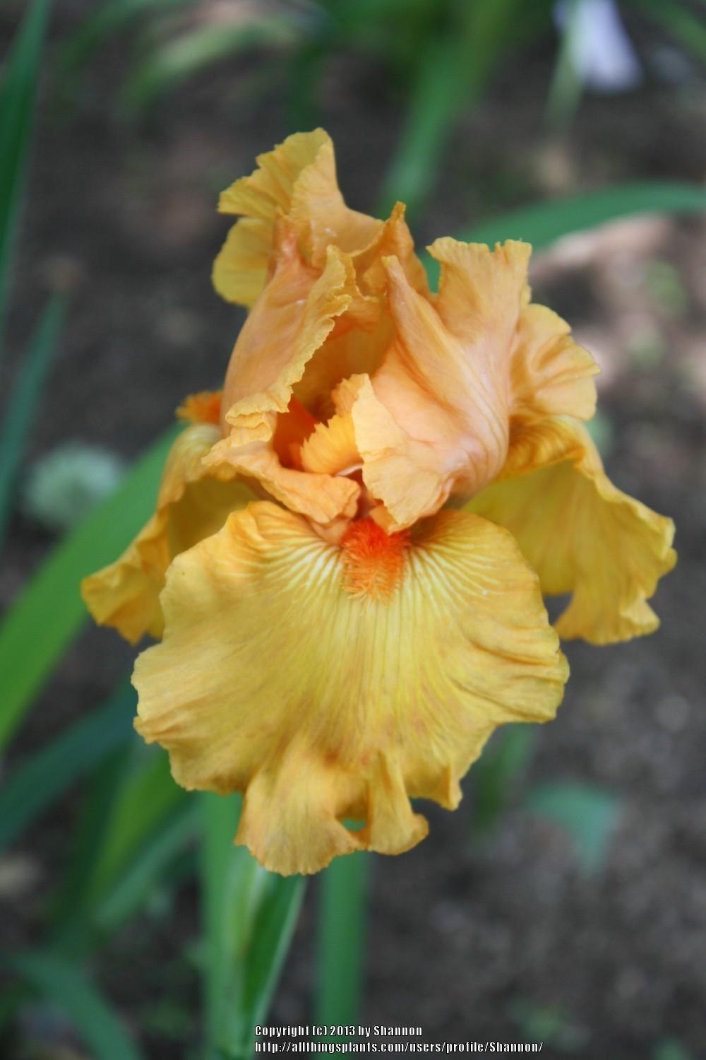 Photo of Tall Bearded Iris (Iris 'Orange Harvest') uploaded by Shannon