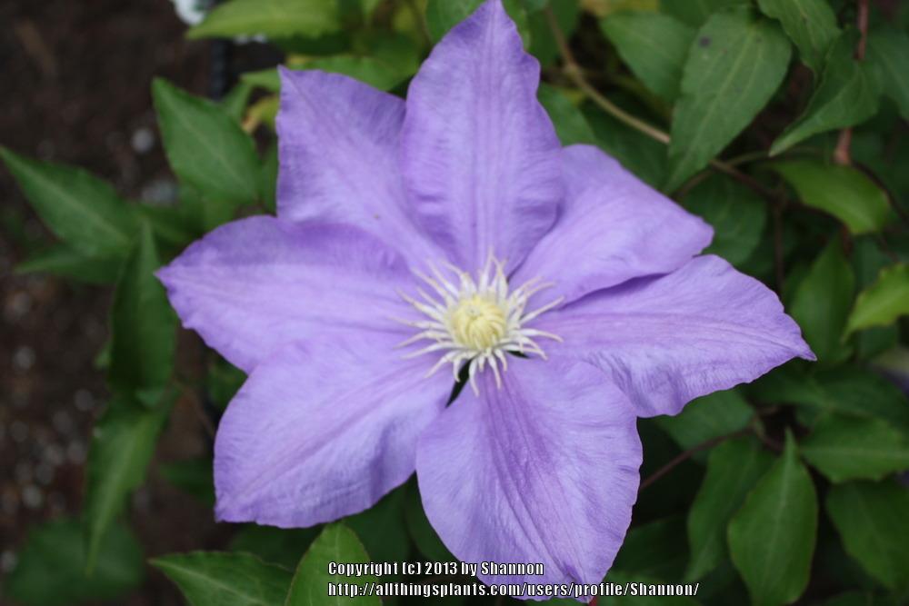 Photo of Clematis 'H.F. Young' uploaded by Shannon