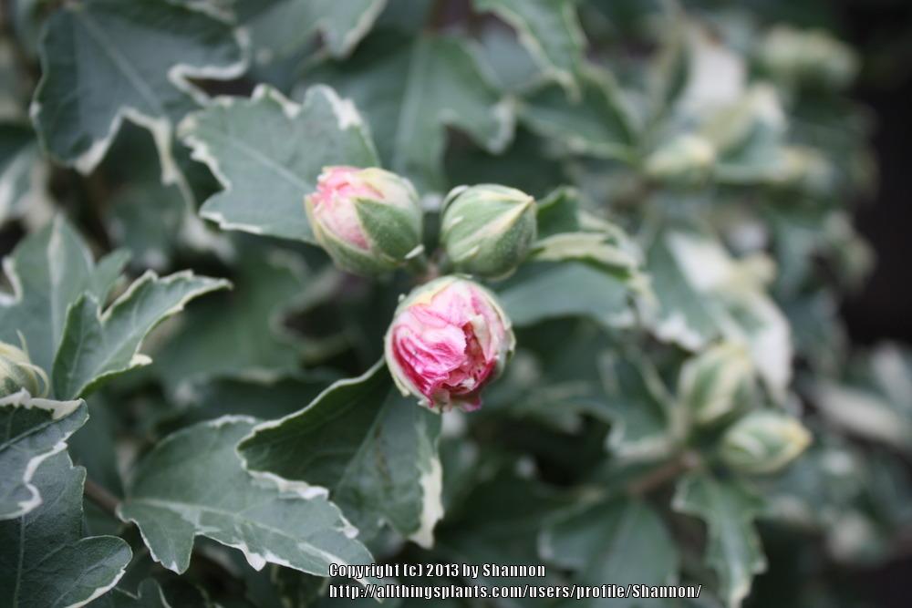 Photo of Rose Of Sharon (Hibiscus syriacus Sugar Tip®) uploaded by Shannon