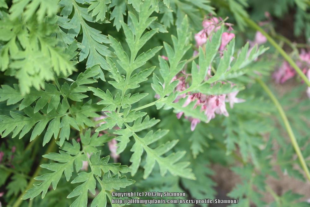 Photo of Bleeding Heart (Dicentra formosa 'Bacchanal') uploaded by Shannon