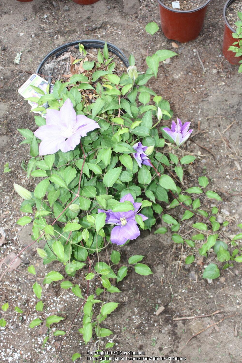 Photo of Clematis 'H.F. Young' uploaded by Shannon