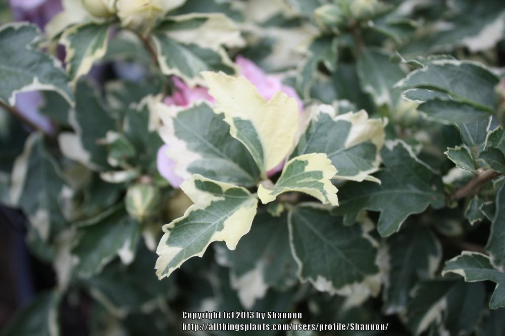 Photo of Rose Of Sharon (Hibiscus syriacus Sugar Tip®) uploaded by Shannon