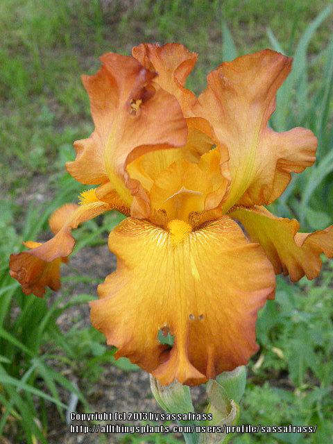 Photo of Tall Bearded Iris (Iris 'Hopi Trails') uploaded by sassafrass