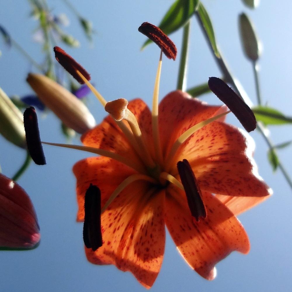 Photo of Lily (Lilium 'Karen North') uploaded by stilldew