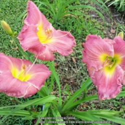 Location: My garden in Southeast Virginia, Zone 8
Date: 2013-06-22
Entire plant