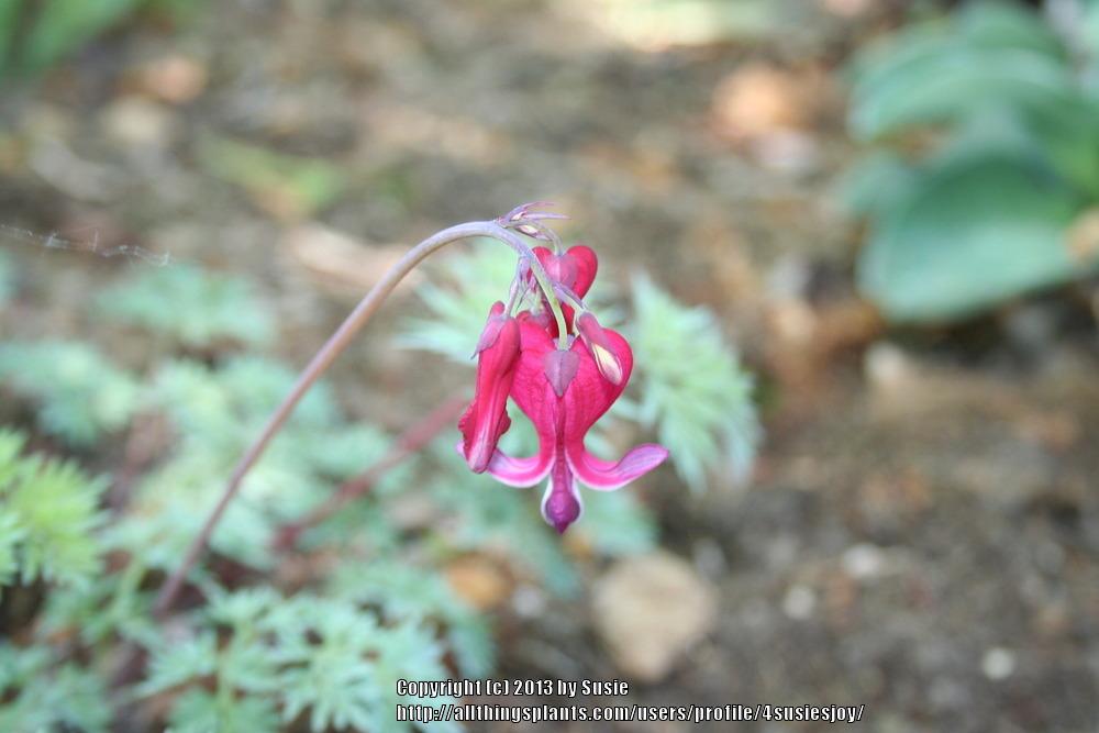 Photo of Bleeding Heart (Dicentra 'Burning Hearts') uploaded by 4susiesjoy