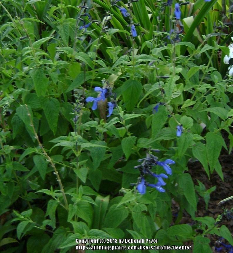 Photo of Anise-Scented Sage (Salvia coerulea 'Black and Blue') uploaded by Deebie
