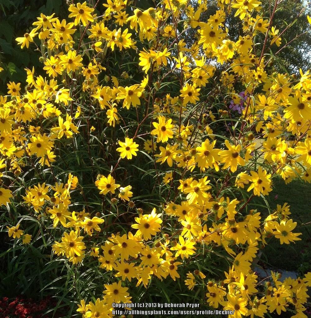 Photo of Swamp Sunflower (Helianthus angustifolius) uploaded by Deebie