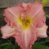 Daylily Last Picture Show