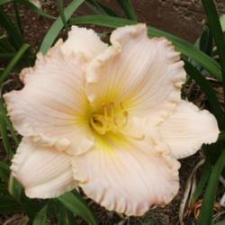 Location: Roby, TX 
Date: June 8, 2013
Daylily Martha Hale