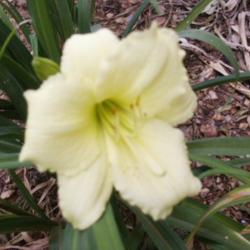 Location: Roby, TX 
Date: June 19, 2013
Daylily Stella Supreme
