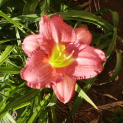 Location: Roby, TX 
Date: May 2013
Daylily Heavenly Stardust