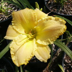 Location: Roby, TX 
Date: June 4, 2013
Daylily Darrell