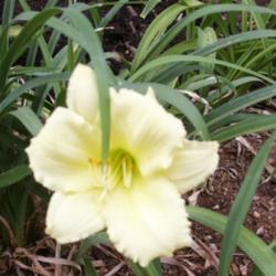 Location: Roby, TX 
Date: June 3,2013
Daylily Stella Supreme