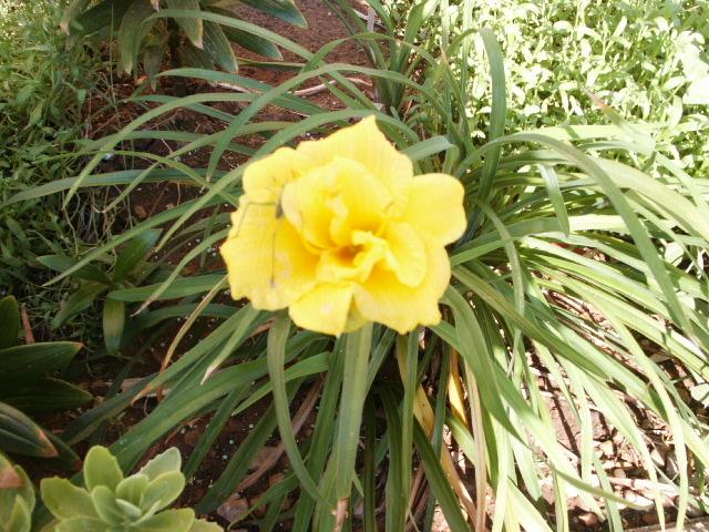Photo of Daylilies (Hemerocallis) uploaded by Ladysmith94