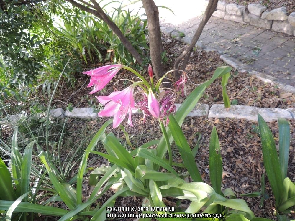 Photo of Crinums (Crinum) uploaded by Marylyn