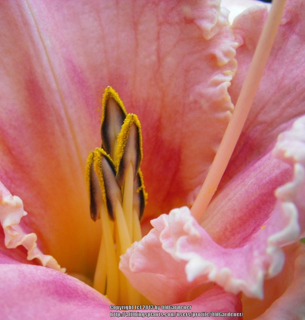 Photo of Daylily (Hemerocallis 'Tooth Fairy') uploaded by OldGardener